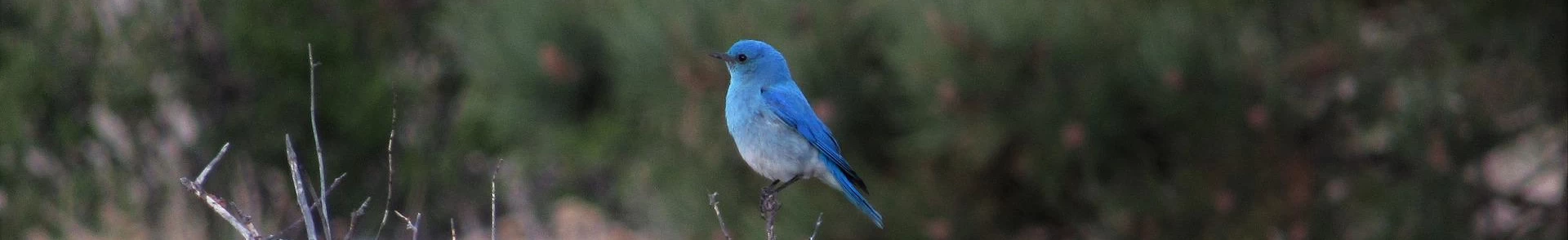 bluebird