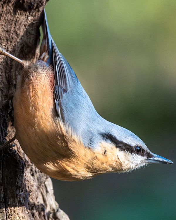 nuthatch photo