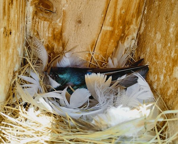 tree swallow on nest